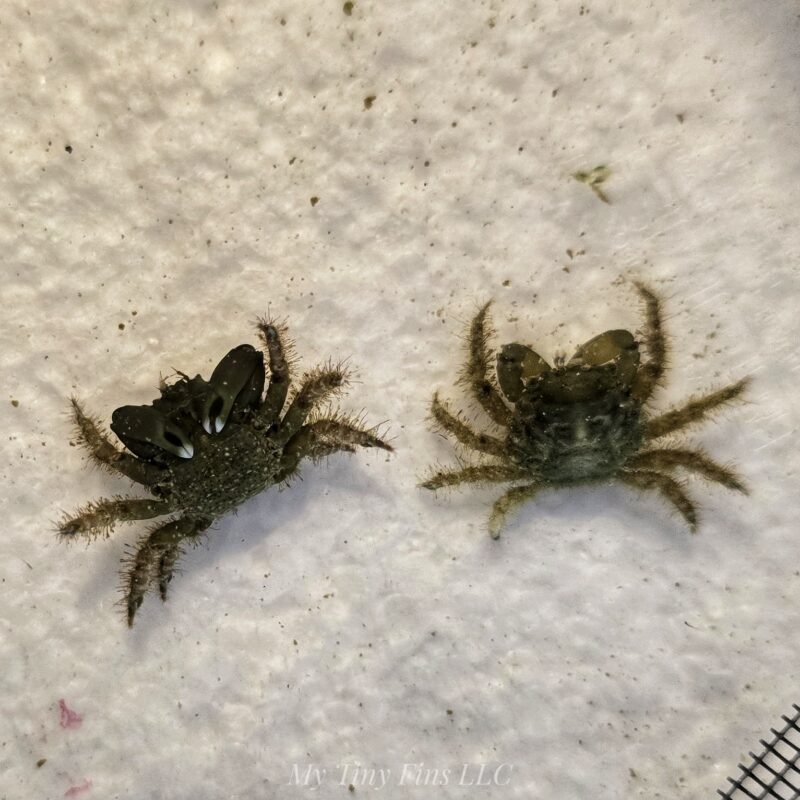 Emerald Crab – Green Algae Powerhouse for Your Reef