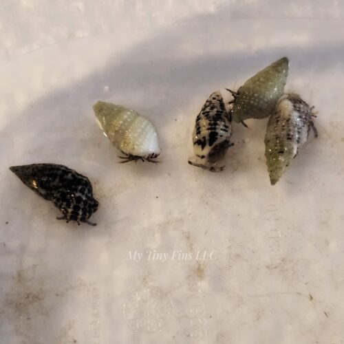 Blue Leg Hermit Crab (Pack of 5)