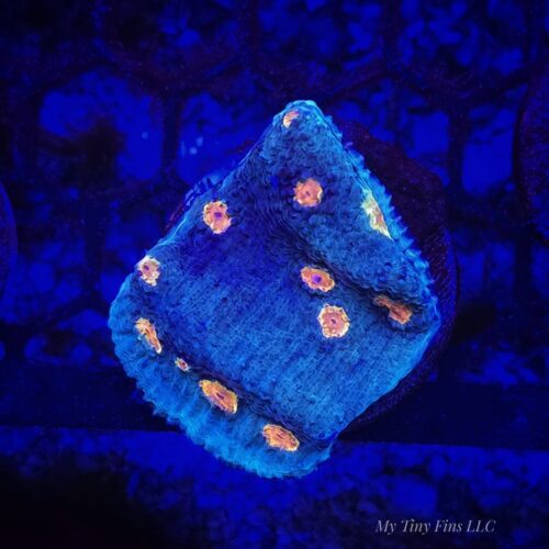 Miami Hurricane Chalice - WYSIWYG