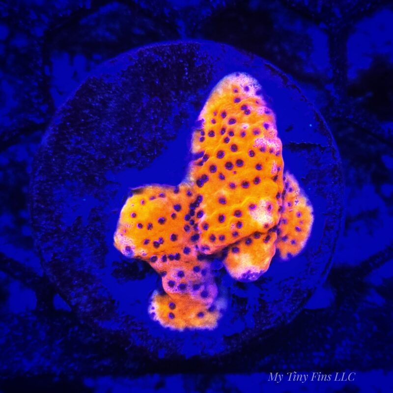 Ultra Orange Montipora (Plating Coral) - WYSIWYG