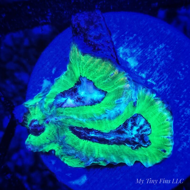 Joker Platygyra - LPS Coral - WYSIWYG