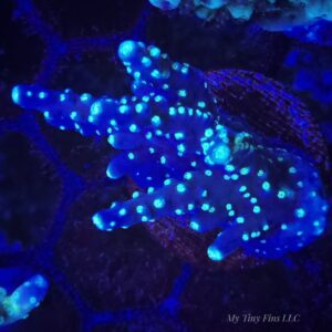 Montipora Stellata SPS Coral Frag - WYSIWYG