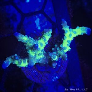 Neon Anacropora SPS Coral Frag - WYSIWYG