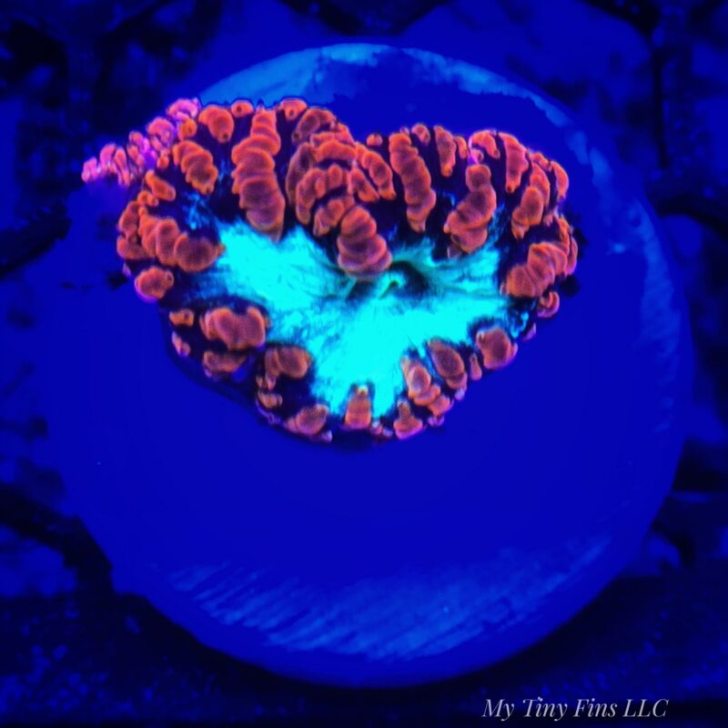 Red Rim Blasto - WYSIWYG