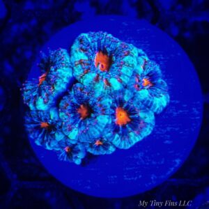 Ultra Acan Lord – WYSIWYG LPS Coral Frag