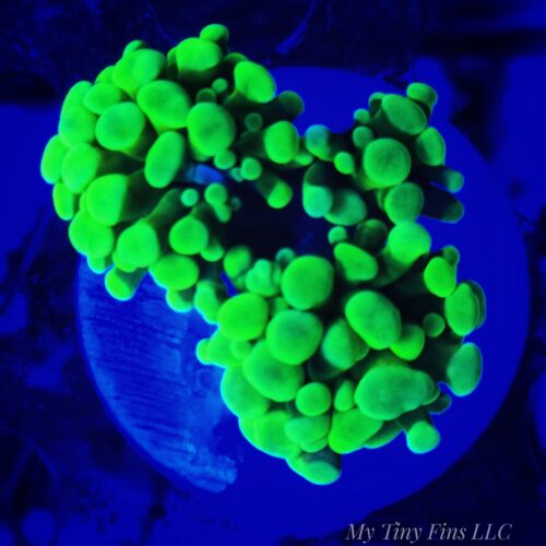Green Branching Hammer – WYSIWYG LPS Coral Frag (3 Polyps)