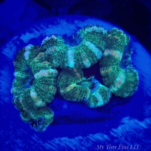 Ultra Acan Lord – WYSIWYG LPS Coral Frag
