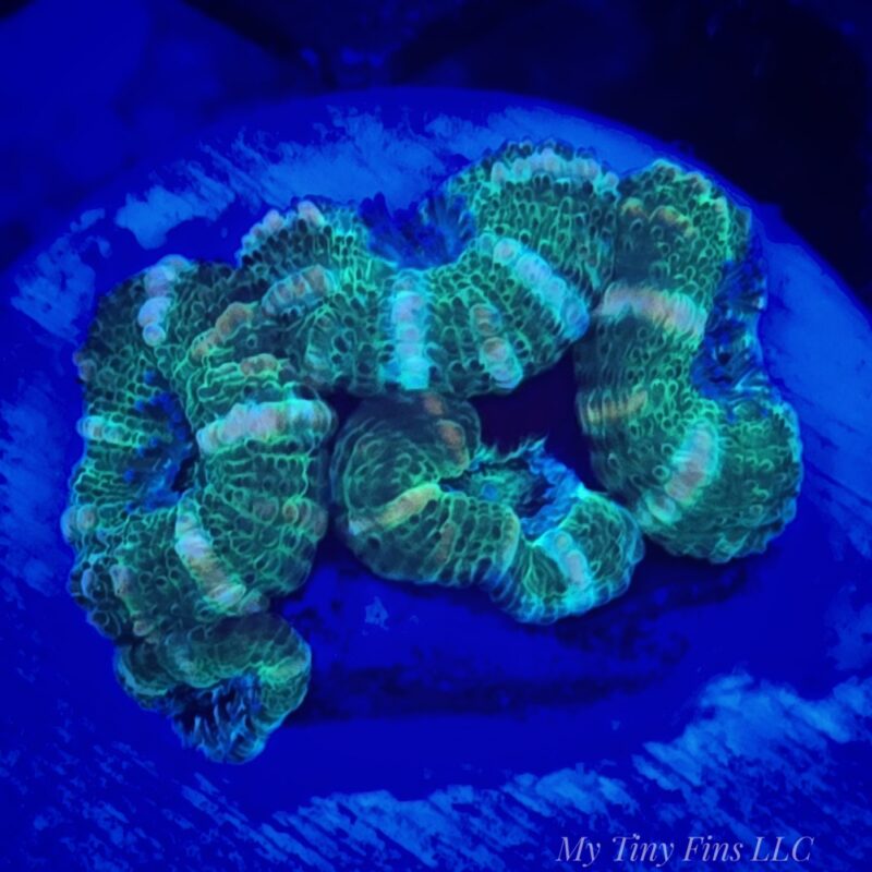 Ultra Acan Lord – WYSIWYG LPS Coral Frag