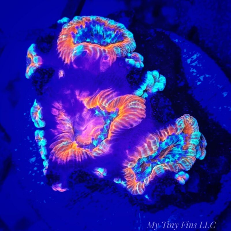 Ultra Acan Lord WYSIWYG