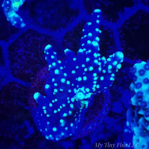 1000149966 Montipora Stellata SPS Coral Frag - WYSIWYG