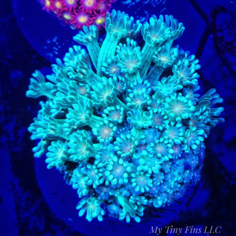 Teal and Yellow Eye Goniapora – WYSIWYG LPS Coral Frag