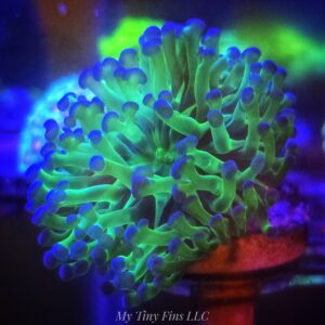 Purple Tip Frogspawn WYSIWYG