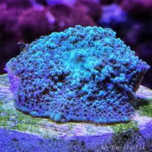 Green Rhodactis  Bounce Mushroom - WYSIWYG