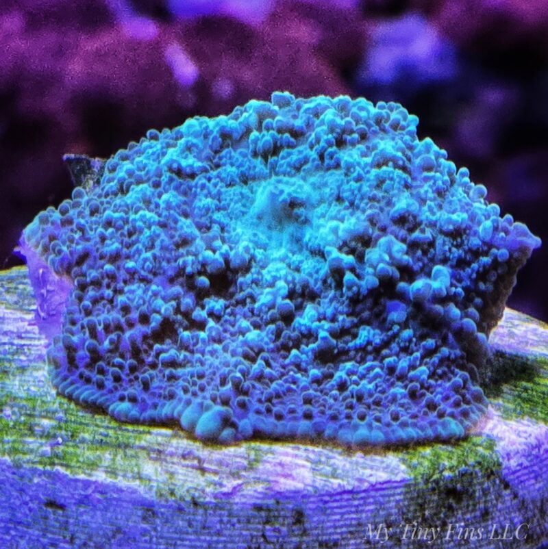 Green Rhodactis  Bounce Mushroom - WYSIWYG