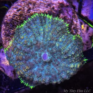 WYSIWYG Ultra Multicolor Rhodactis Mushroom