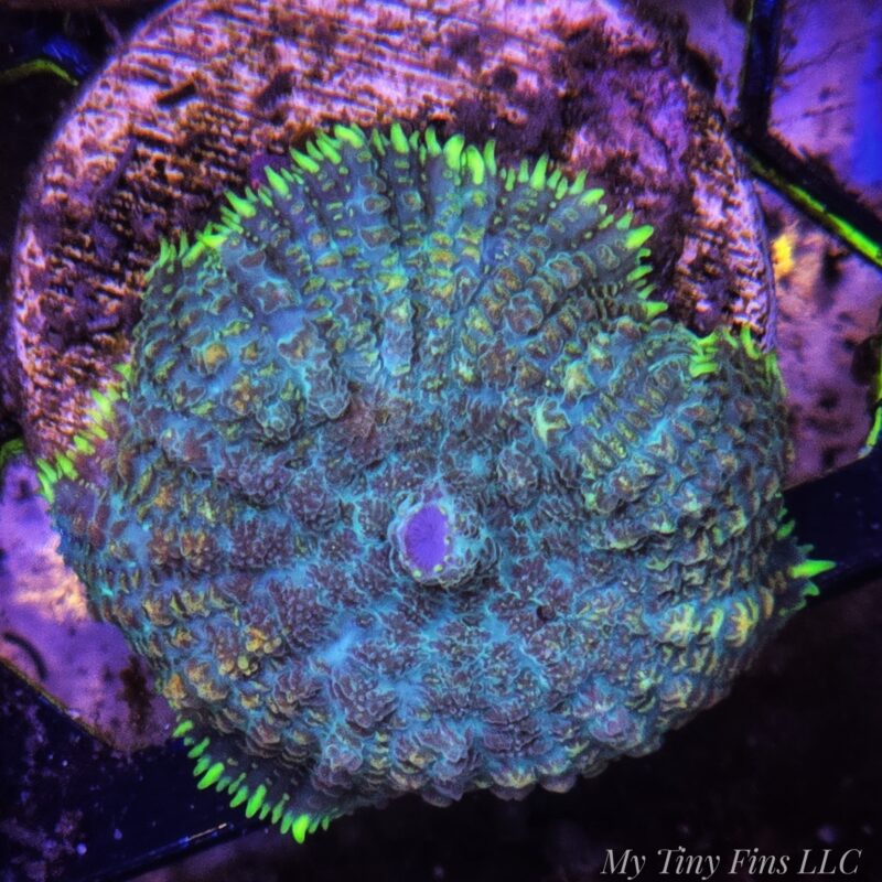 WYSIWYG Ultra Multicolor Rhodactis Mushroom