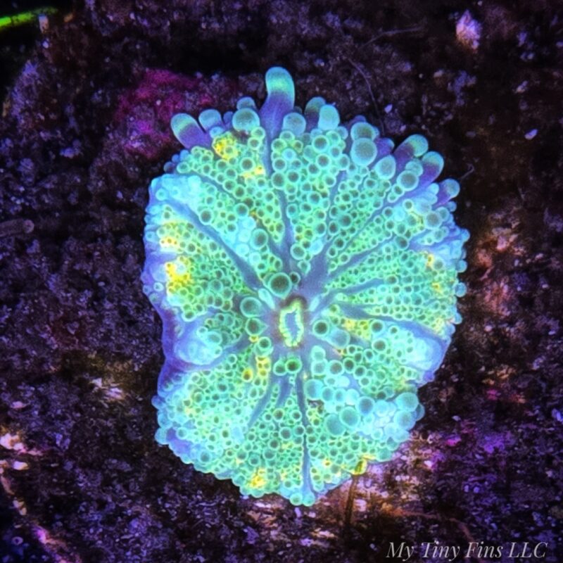 WYSIWYG Rainbow Ricoridia Mushroom