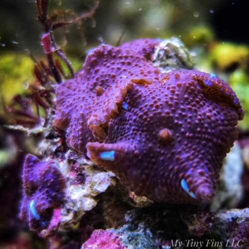 Purple/Blue DIscosoma Mushroom (1 Mushroom)