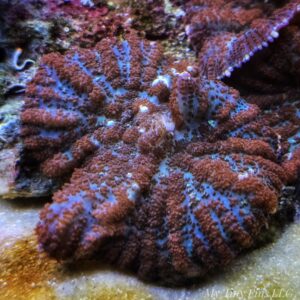 Large Orange Rhodactics Mushroom
