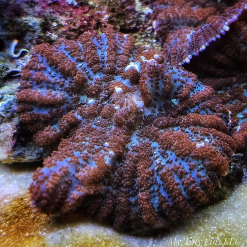 Large Orange Rhodactics Mushroom