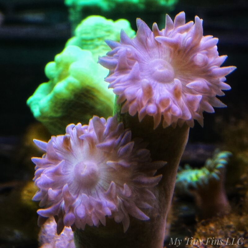 Pink Aussie Duncan (2 heads)