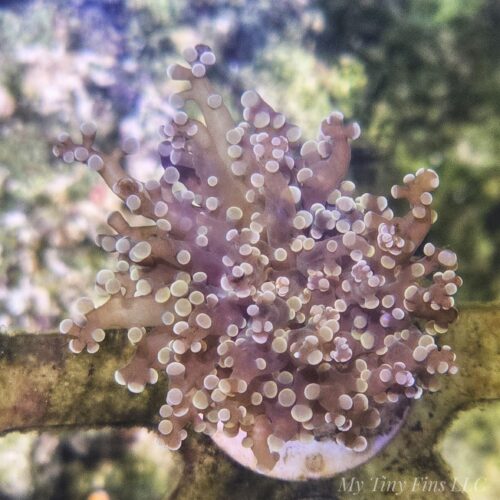 Pink Branching Frogspawn (Single Head)