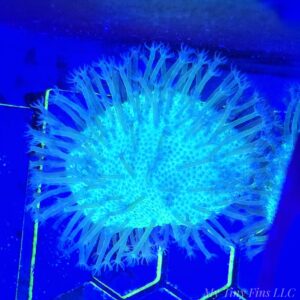 Green Toadstool Leather Coral (Sarcophyton sp.)
