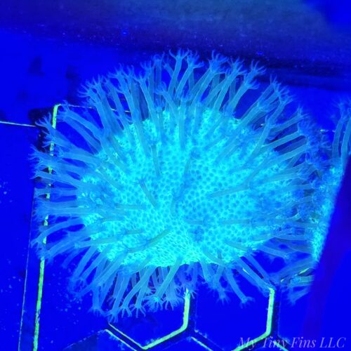 1000196700 Green Toadstool Leather Coral (Sarcophyton sp.)