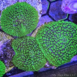 Neon Green Rhodactis Mushroom
