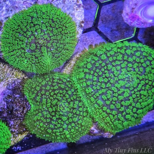 Neon Green Rhodactis Mushroom