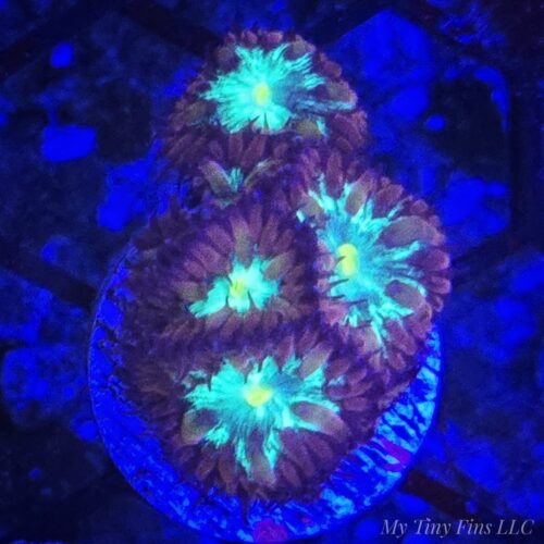 1000196763 Aussie Blastomussa merletti – (5+Polyps)