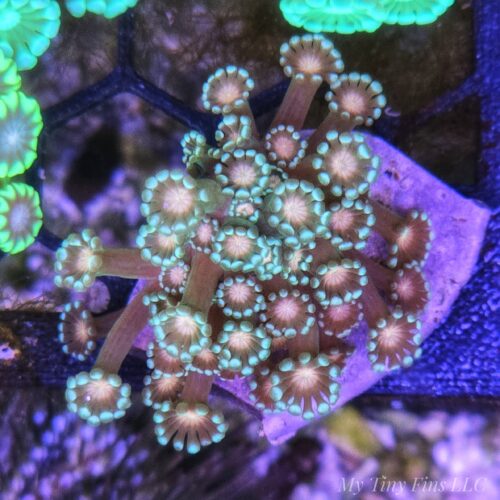 Alveopora