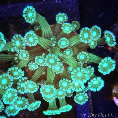 1000196781 Green Alveopora - WYSIWYG