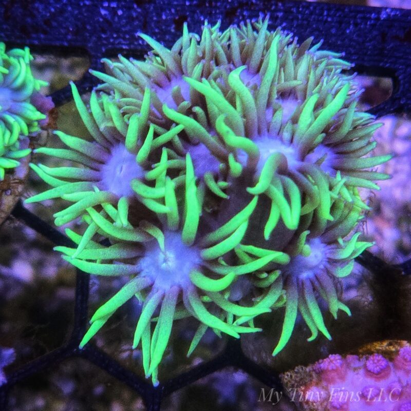 1000196783 Green Tipped Goniopora