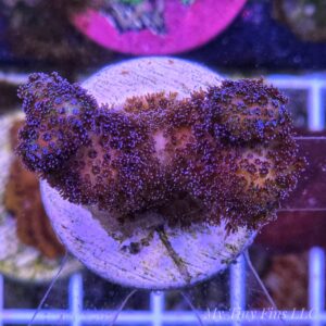 Purple Milka Stylophora - Easy SPS Coral