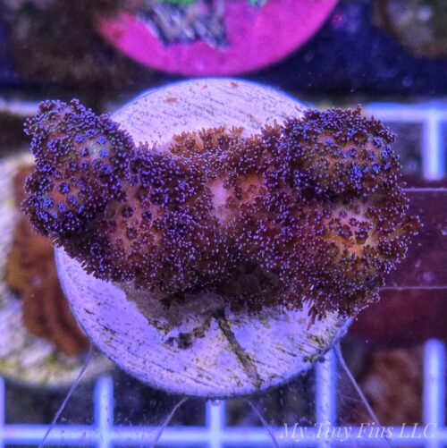 Purple Milka Stylophora - Easy SPS Coral
