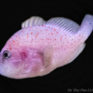 Coral Gumdrop Goby (Gobiodon spp.)