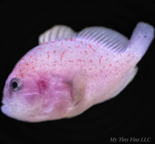 Coral Gumdrop Goby (Gobiodon spp.)