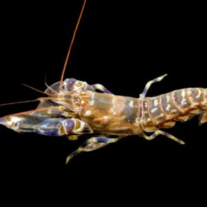 1732871135965-892970242 Tiger Pistol Shrimp
