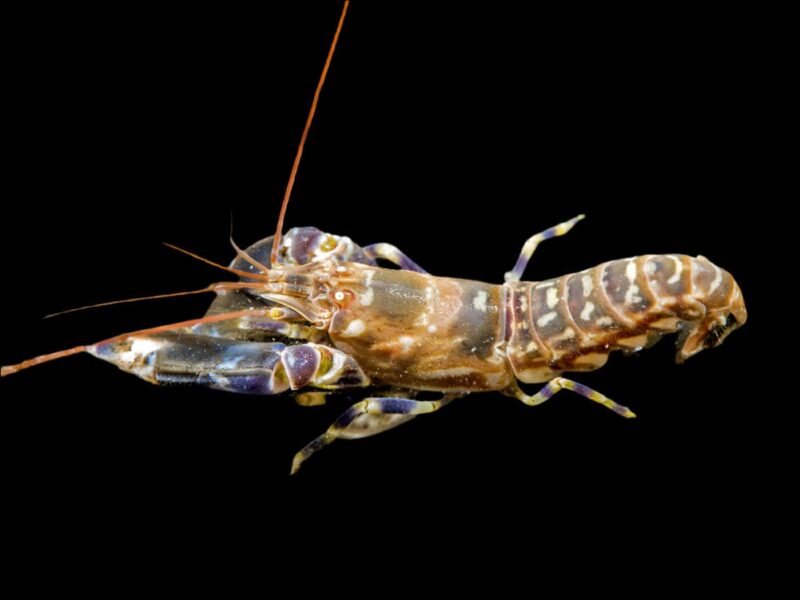 Pistol Shrimp (Alpheus spp.)