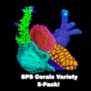 SPS Coral Variety 5-Pack