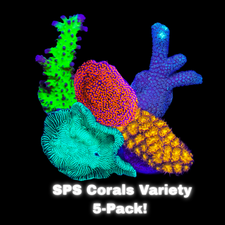 SPS Coral Variety 5-Pack