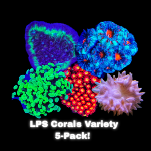 LPS Coral Variety 5-Pack