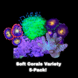Beginner's Soft Coral Pack – 5 Easy Frags!