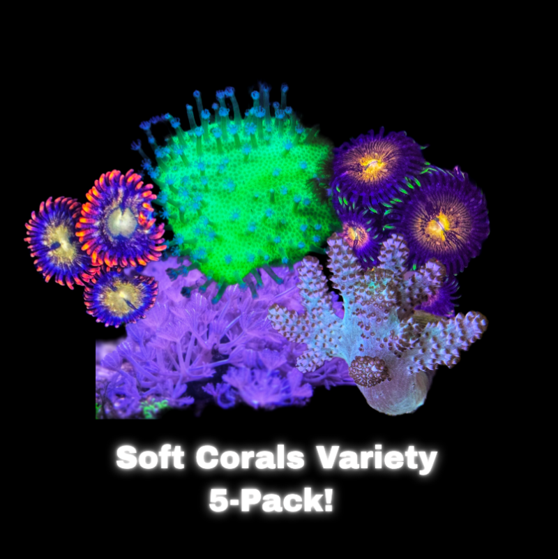 Beginner's Soft Coral Pack – 5 Easy Frags!