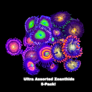 Ulta Zoanthids Assorted 5-pack
