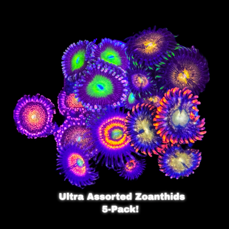 Ulta Zoanthids Assorted 5-pack