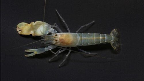 Pistol Shrimp