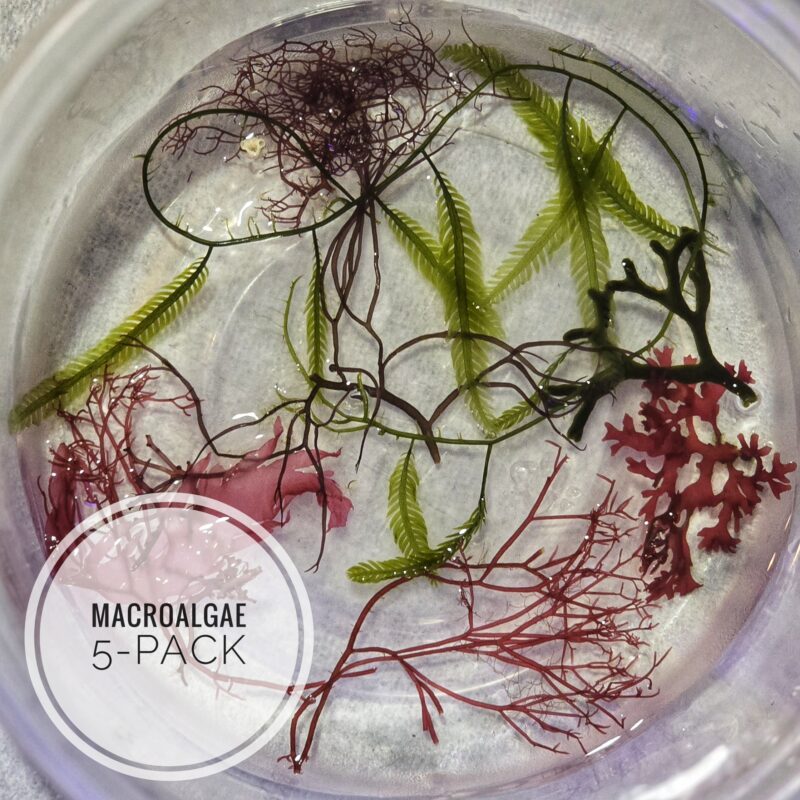 Macroalgae Pack – 5 Varieties for Refugium or Display Tank