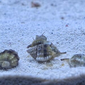 1000129407 (1) 5-pack Nassarius Snails – Your Ultimate Reef Cleanup Crew